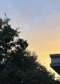 什么东西才能根治刺瘊